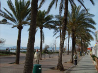 Palm Trees on the Platja de Palma
